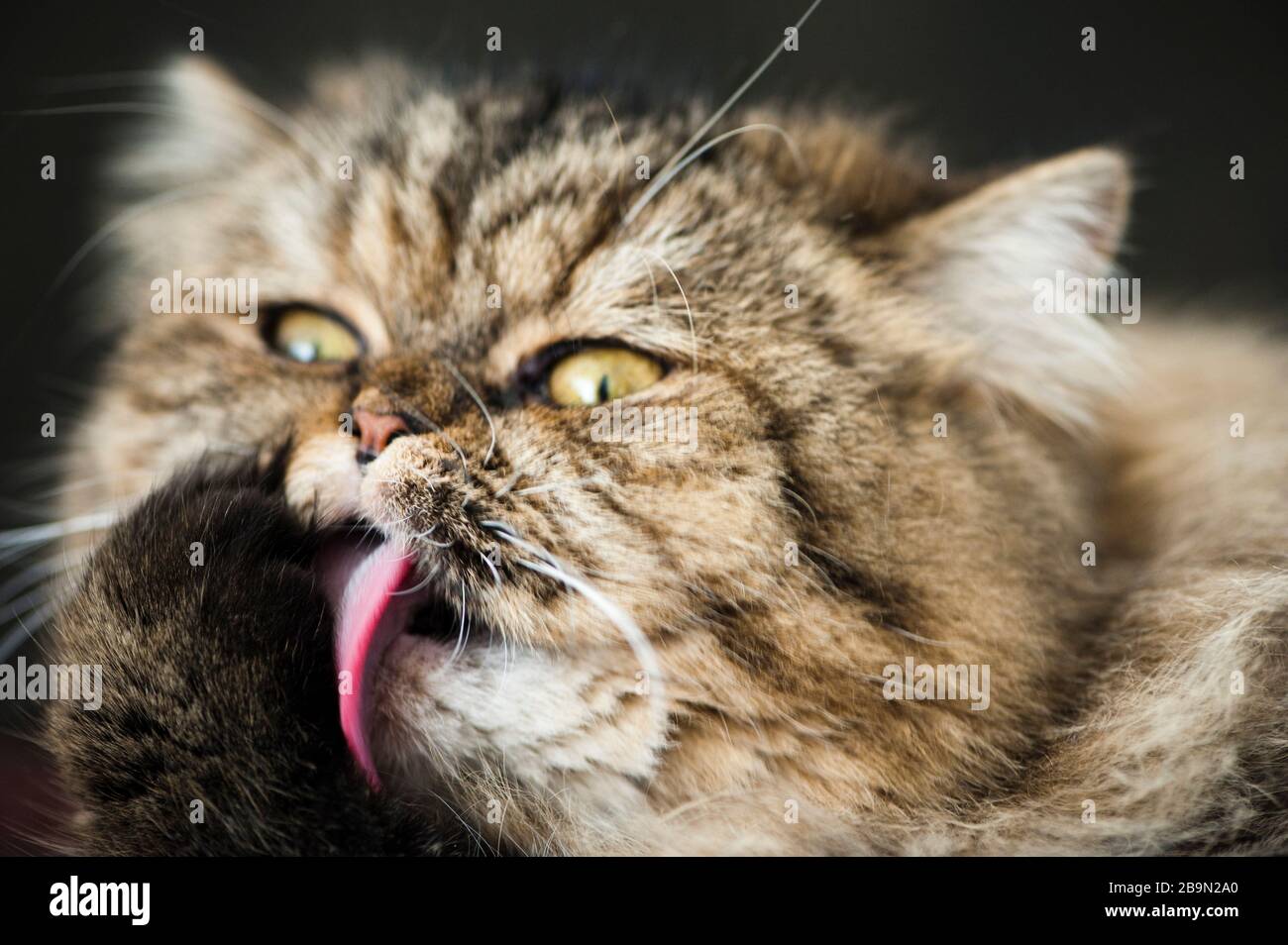 Perserkatze Stockfoto