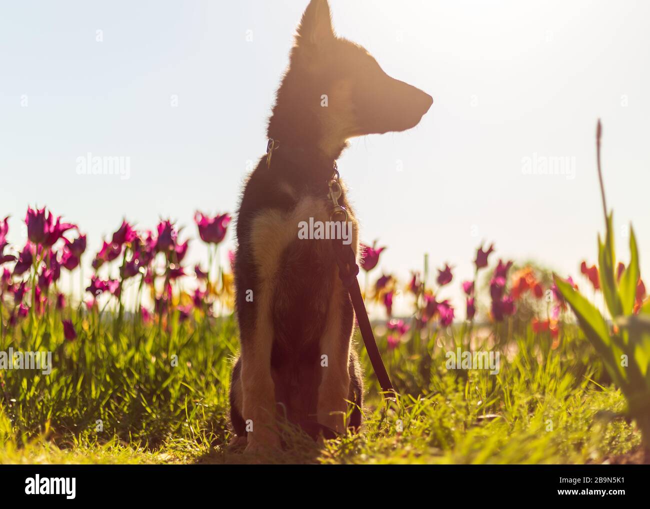 Der junge deutsche Hirtenpuppenspieler blickt bei Sonnenaufgang in der Ferne auf, während er auf einem Feld mit Tulpen sitzt Stockfoto