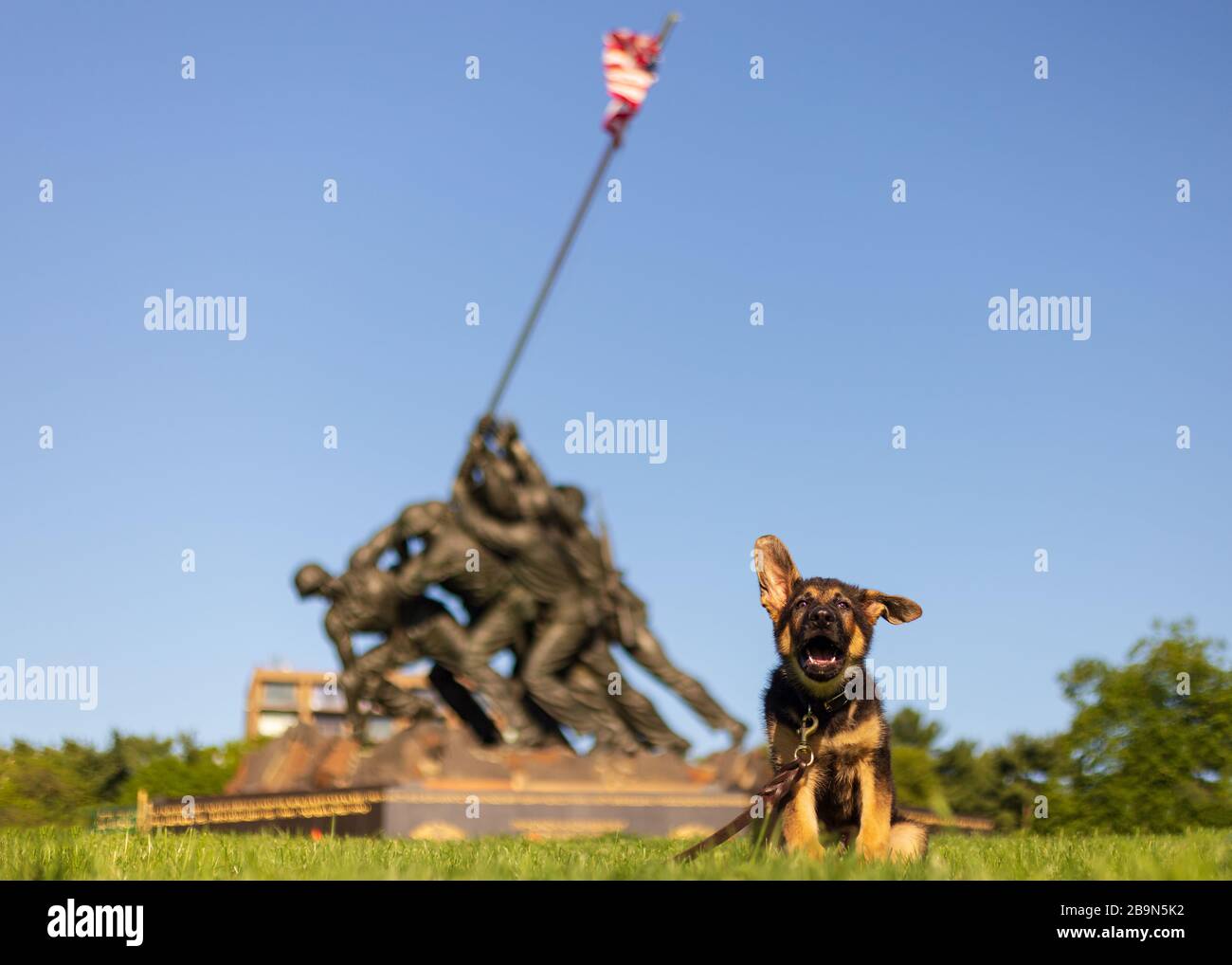 Vor dem Kriegsdenkmal und Barken des Marinekorps sitzt der junge deutsche Schäferhündchen Stockfoto