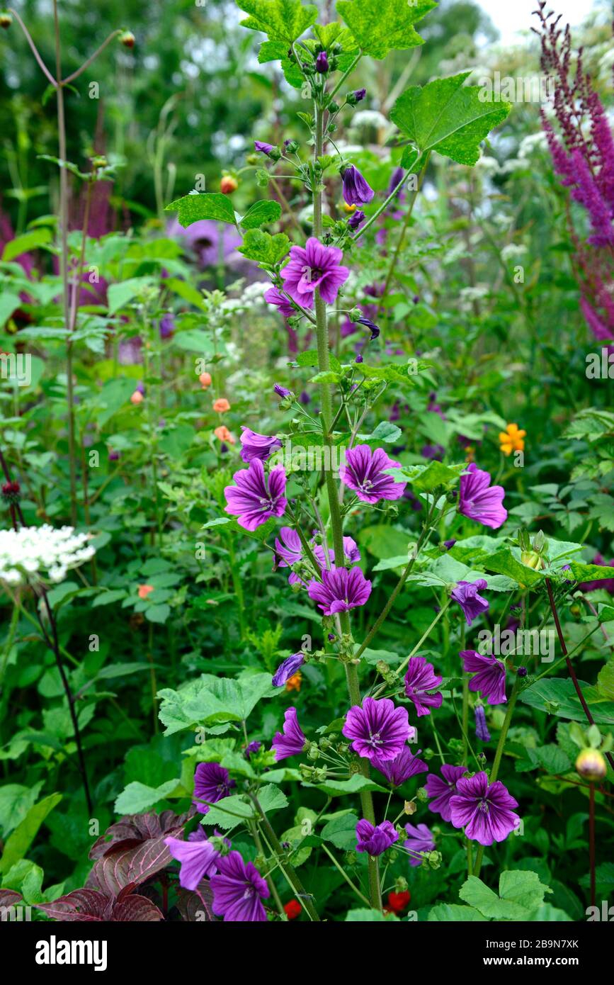 Malva sylvestris ssp mauritiana bibor felho Fotos und Bildmaterial in