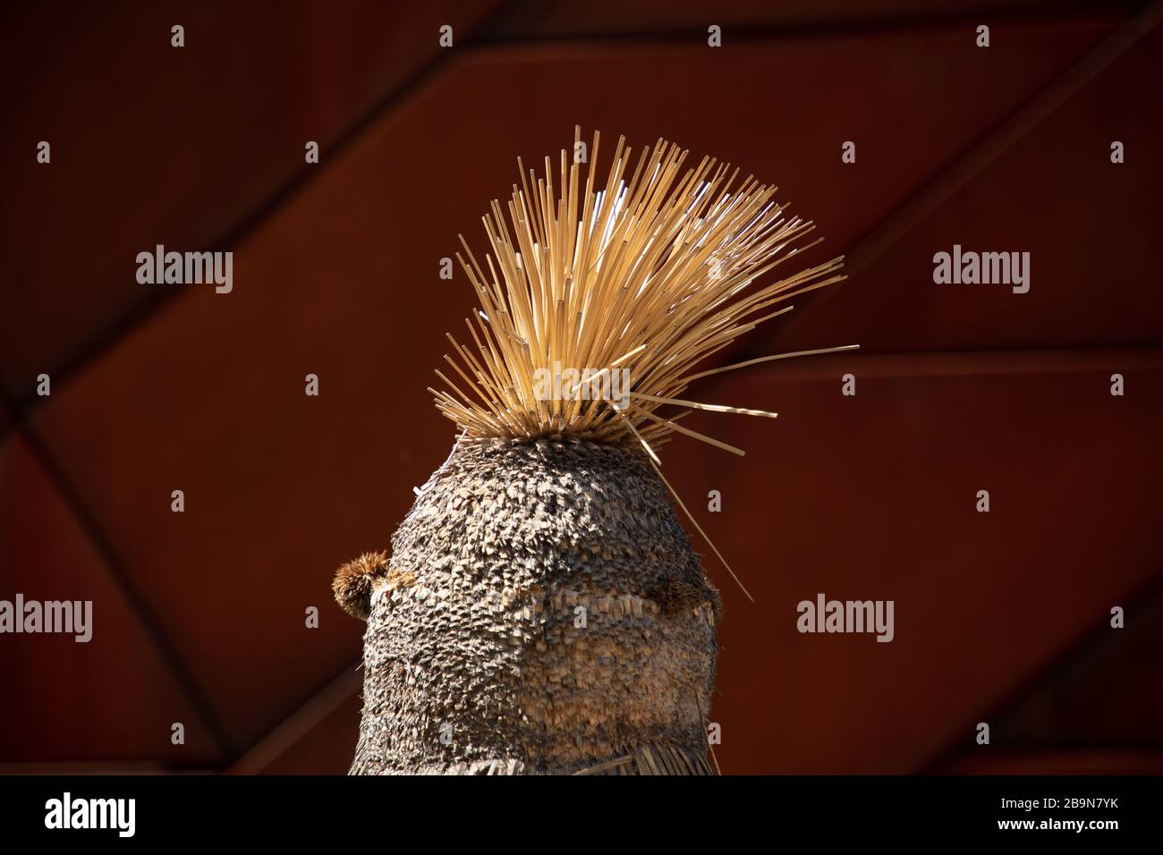 Der einheimische australische Grasbaum oder Xanthorrhoea, der im Zentrum von Perth, Westaustralien, zu sehen ist. Stockfoto