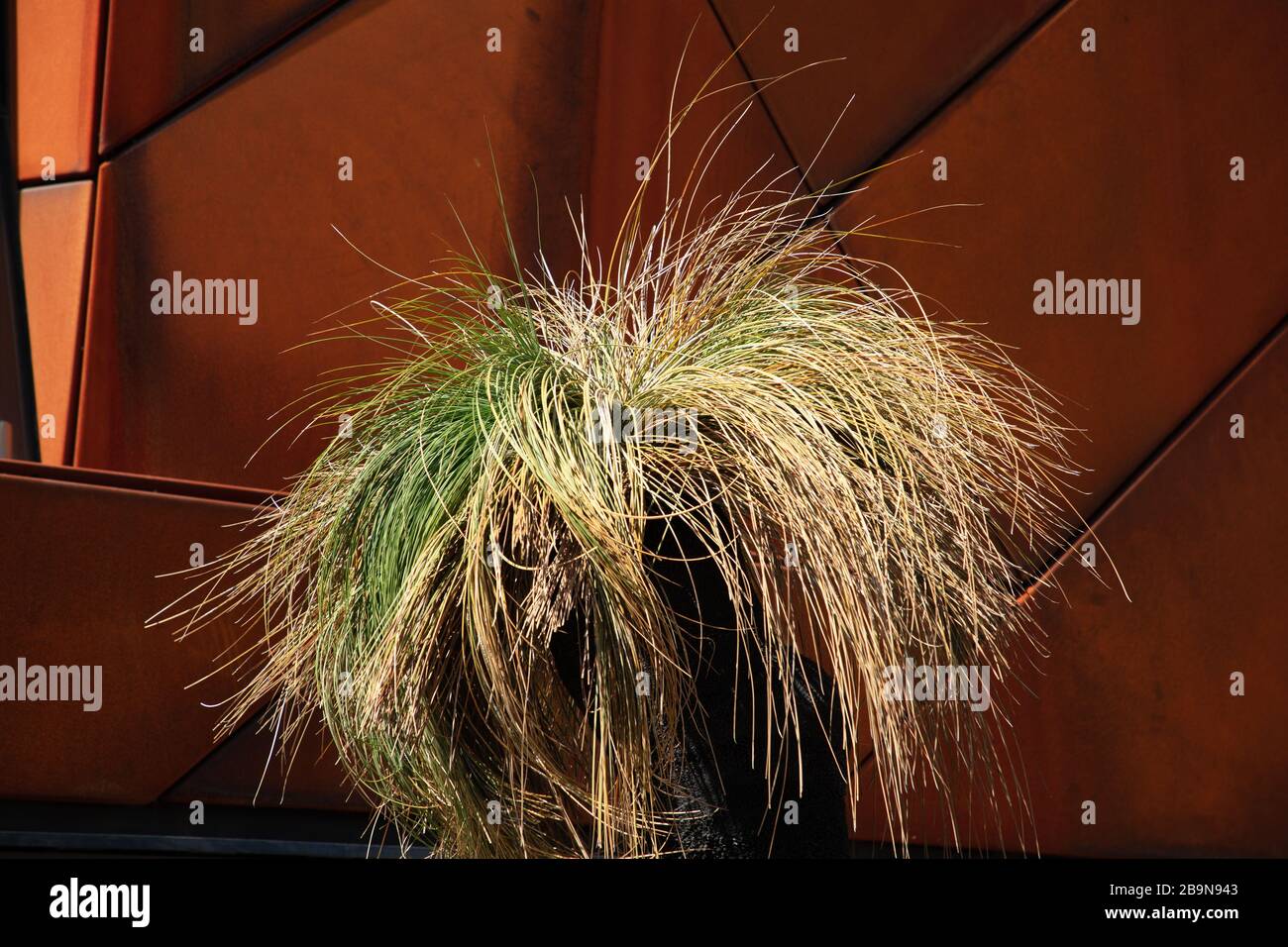 Der einheimische australische Grasbaum oder Xanthorrhoea, der im Zentrum von Perth, Westaustralien, zu sehen ist. Stockfoto