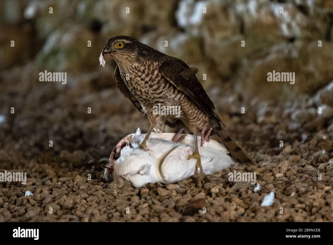 Ein Sparrolawk mit weißer Tauben-Beute. Accipiter nisus Stockfoto