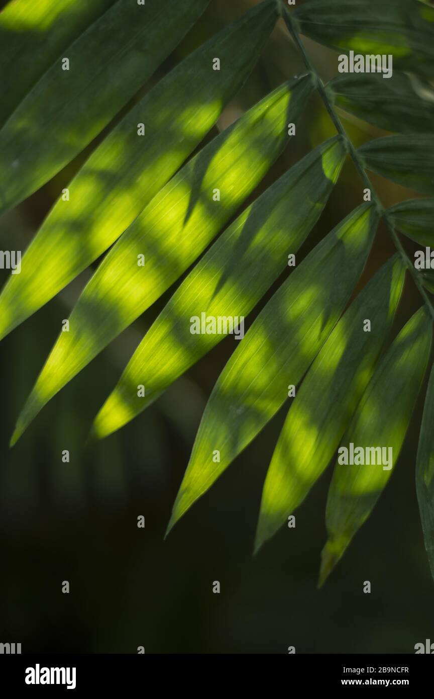 Nahaufnahme von Sonnenlicht und Schatten auf der Oberfläche vieler grüner Palmblätter wachsen im dunklen Hintergrund. Stockfoto