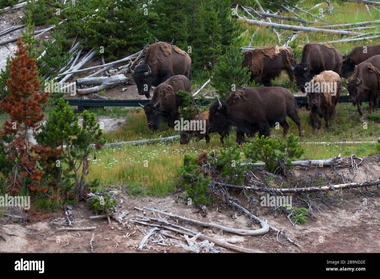 Eine Familie von Bison, die einen Holzsteg überquert, der für Touristen geschaffen wurde, um in der Gegend Dragons Mouth Springs im Yellowstone National Park, Wyoming, zu spazieren Stockfoto