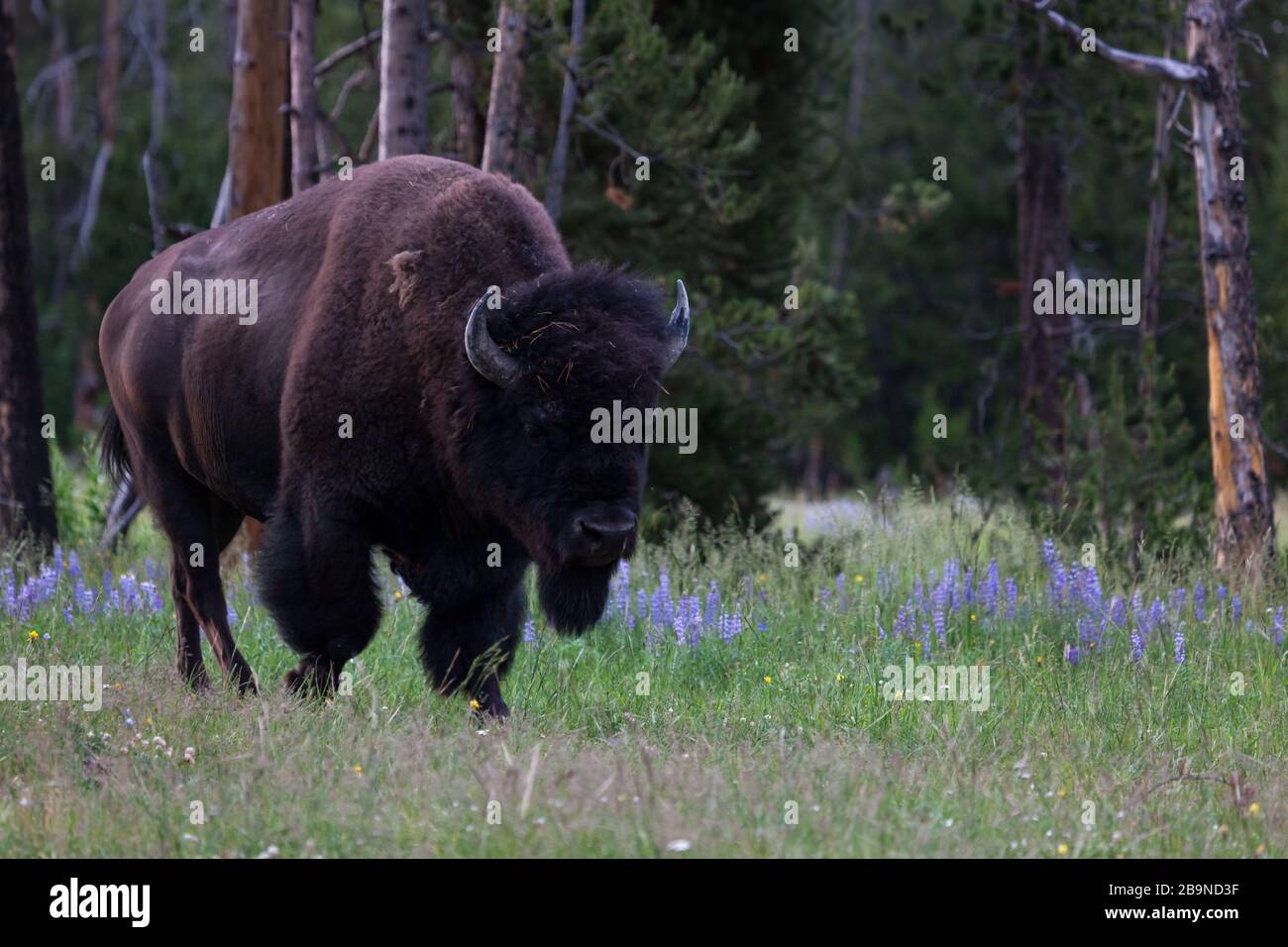 Ein großer Bison Bullen, der in einer grasigen Gegend neben Lupine Flowers und einem Kiefernwald im Yellowstone National Park, Wyoming, spazieren geht. Stockfoto