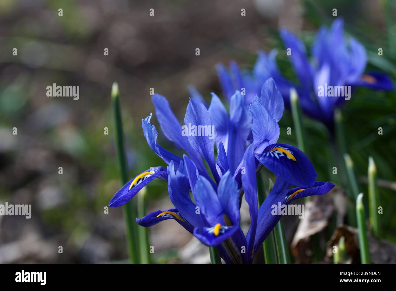 Auf den Blumenbeeten blühen im Frühjahr kleine blaue Irienen. Holländische Iris, Iris hollandica Stockfoto