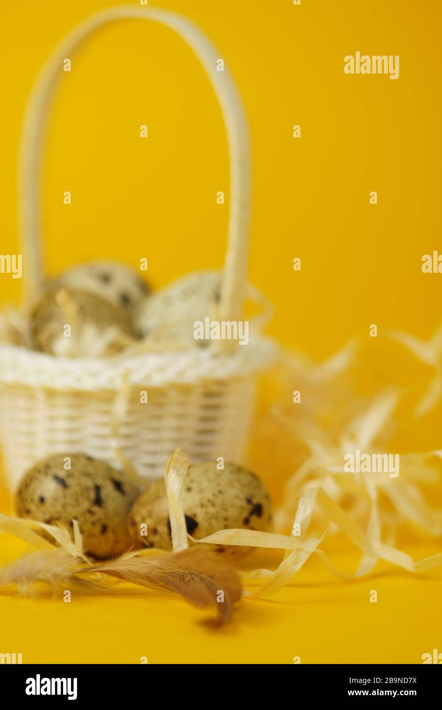 Weißer Korbkorb mit Strohhalm, Wachteleiern und Federn auf gelbem Hintergrund. Das Konzept der Osterfeiertage. Osterkarte.Nahaufnahme. Stockfoto