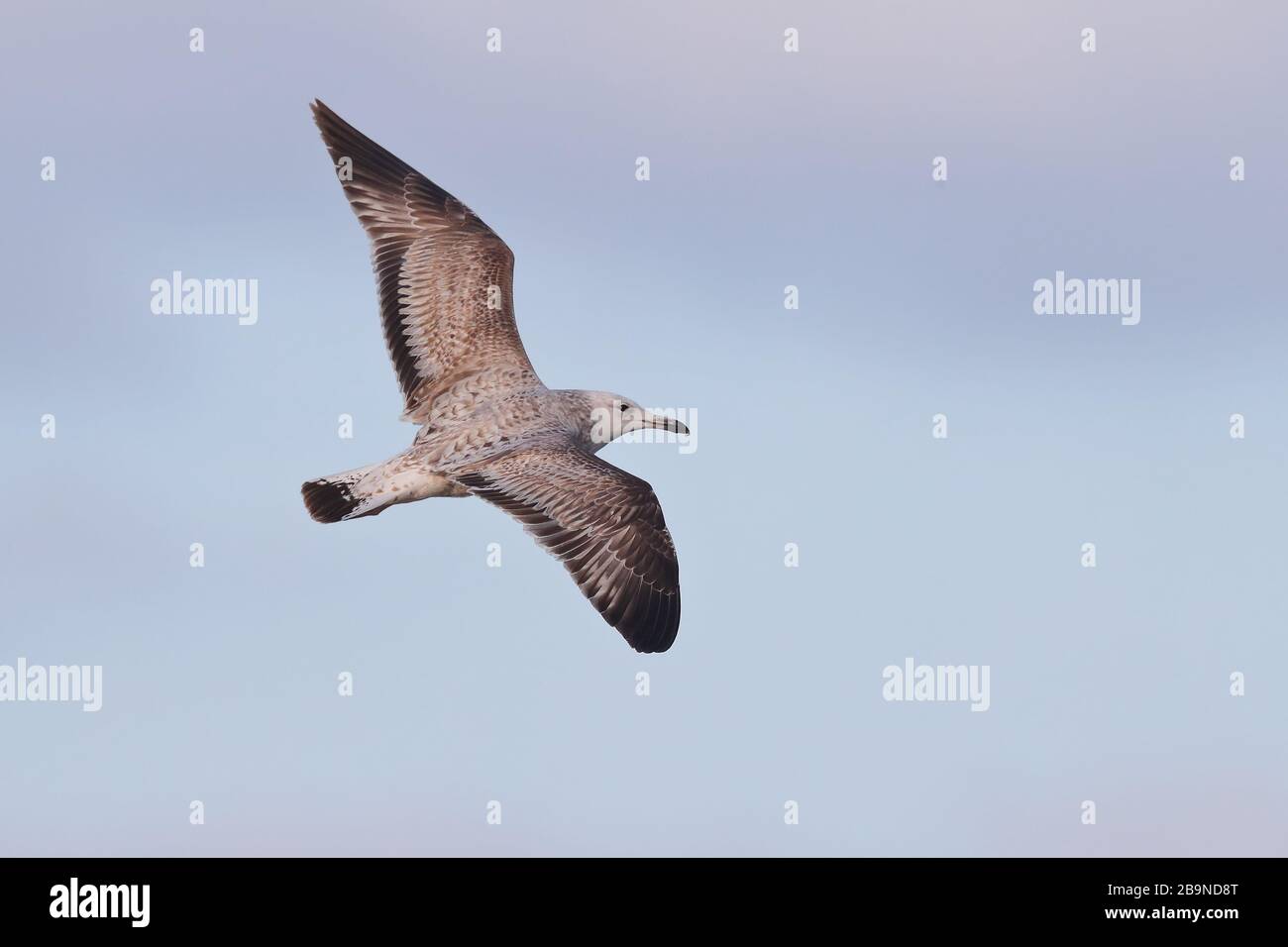 Winter Caspian Gull in Sheringham Stockfoto