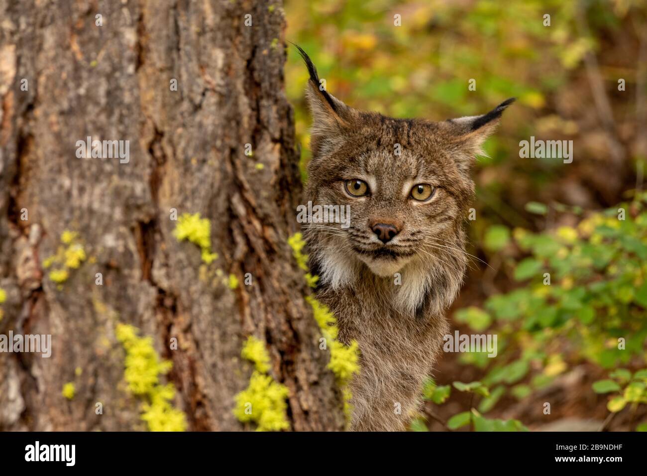 Kanadischer Luchs bei Triple D in Montana Stockfoto