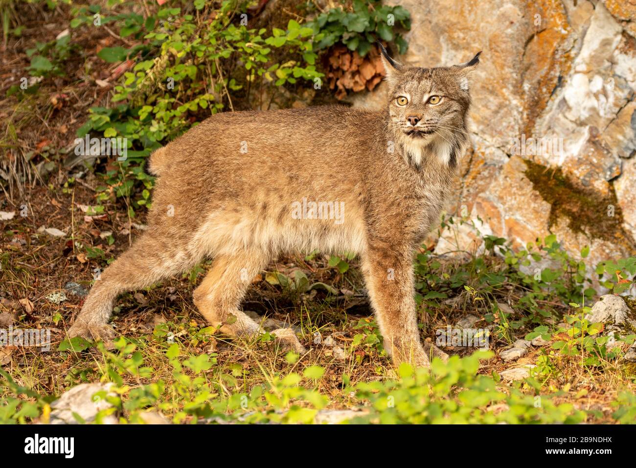 Kanadischer Luchs bei Triple D in Montana Stockfoto