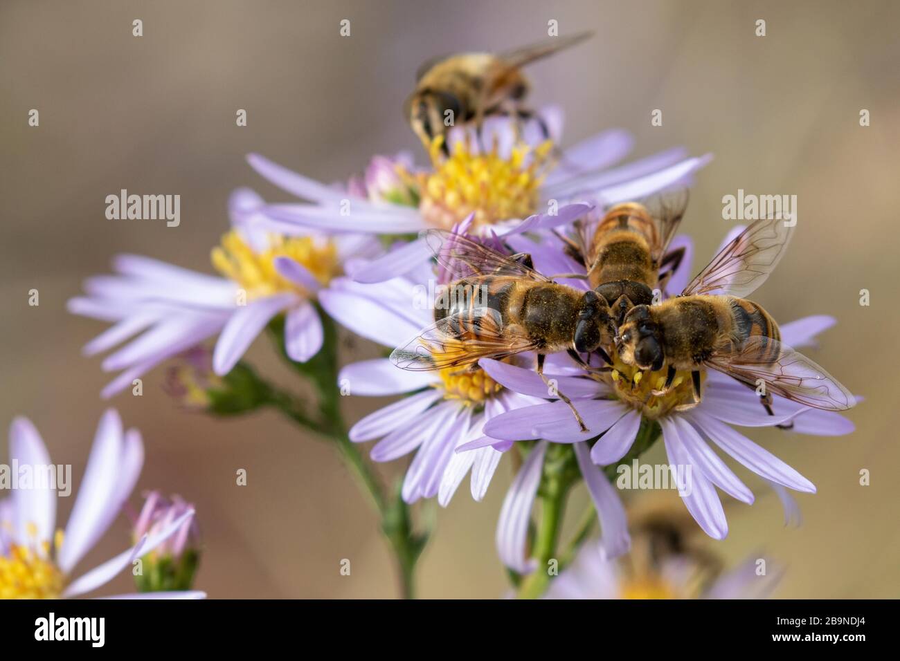Honigbienen auf blühenden Blumen Stockfoto