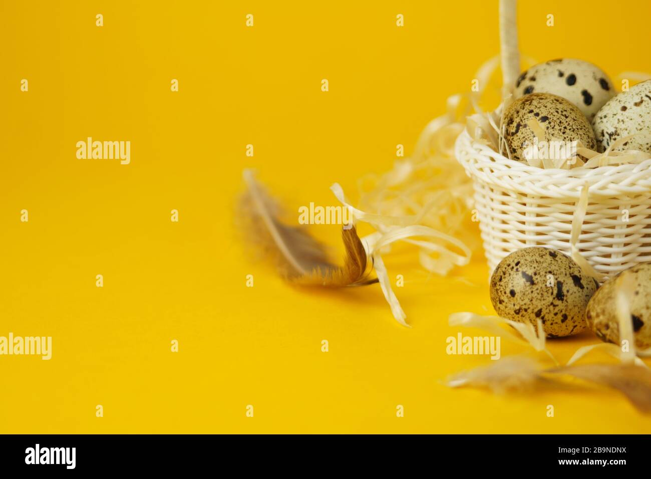 Weißer Korbkorb mit Strohhalm, Wachteleiern und Federn auf gelbem Hintergrund. Das Konzept der Osterfeiertage. Osterkarte.Nahaufnahme. Stockfoto