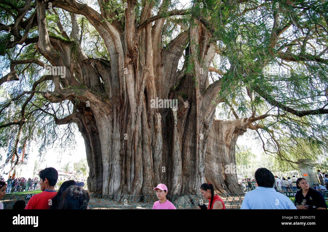 El Árbol del Tule (der Baum von Tule), Santa Maria de Tule, Oaxaca, Mexiko Stockfoto