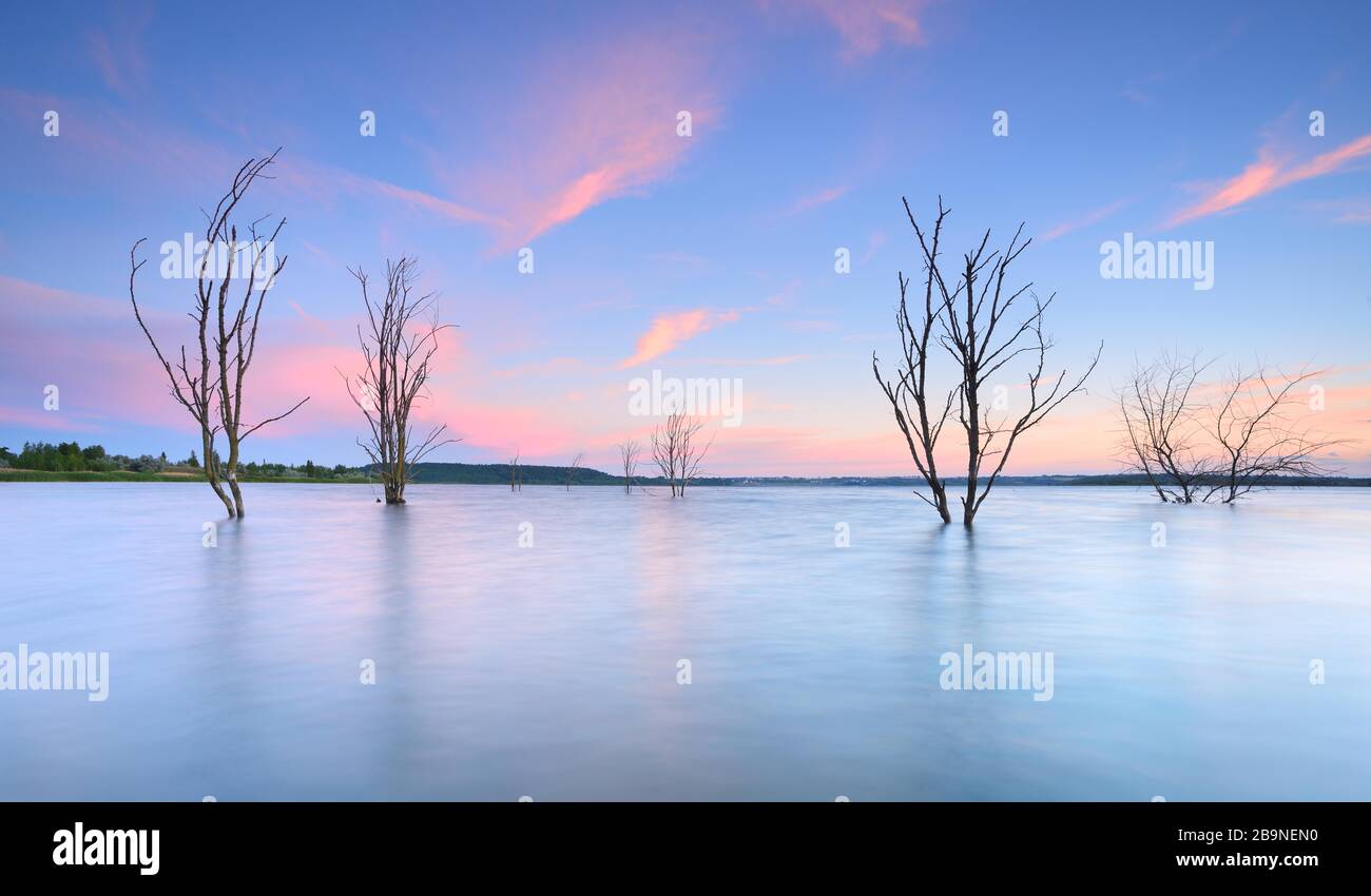Tote Bume im See bei Sonnenuntergang, Geiseltalsee, grter knstlicher See  in Deutschland, Sachsen-Anhalt, Deutschland Stockfotografie - Alamy