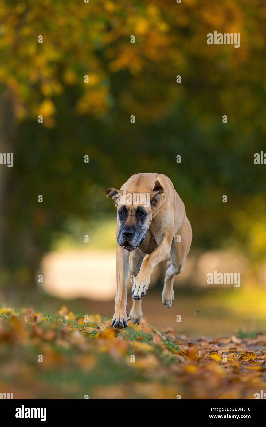 Großer Dänensprung im Herbst, Traventhal, Deutschland Stockfoto