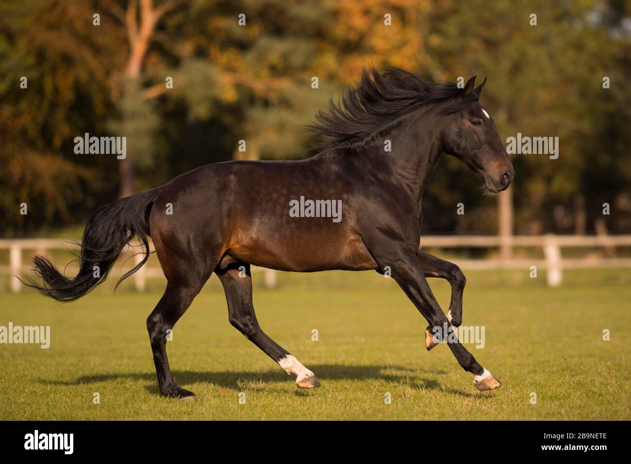 Brown P.R.E. Gelding in Bewegung im Herbst, Traventhal, Deutschland Stockfoto