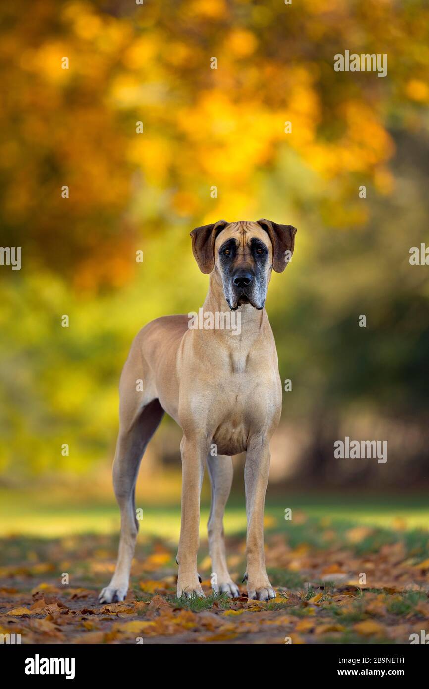 Großer Däne im Herbst, Traventhal, Deutschland Stockfoto