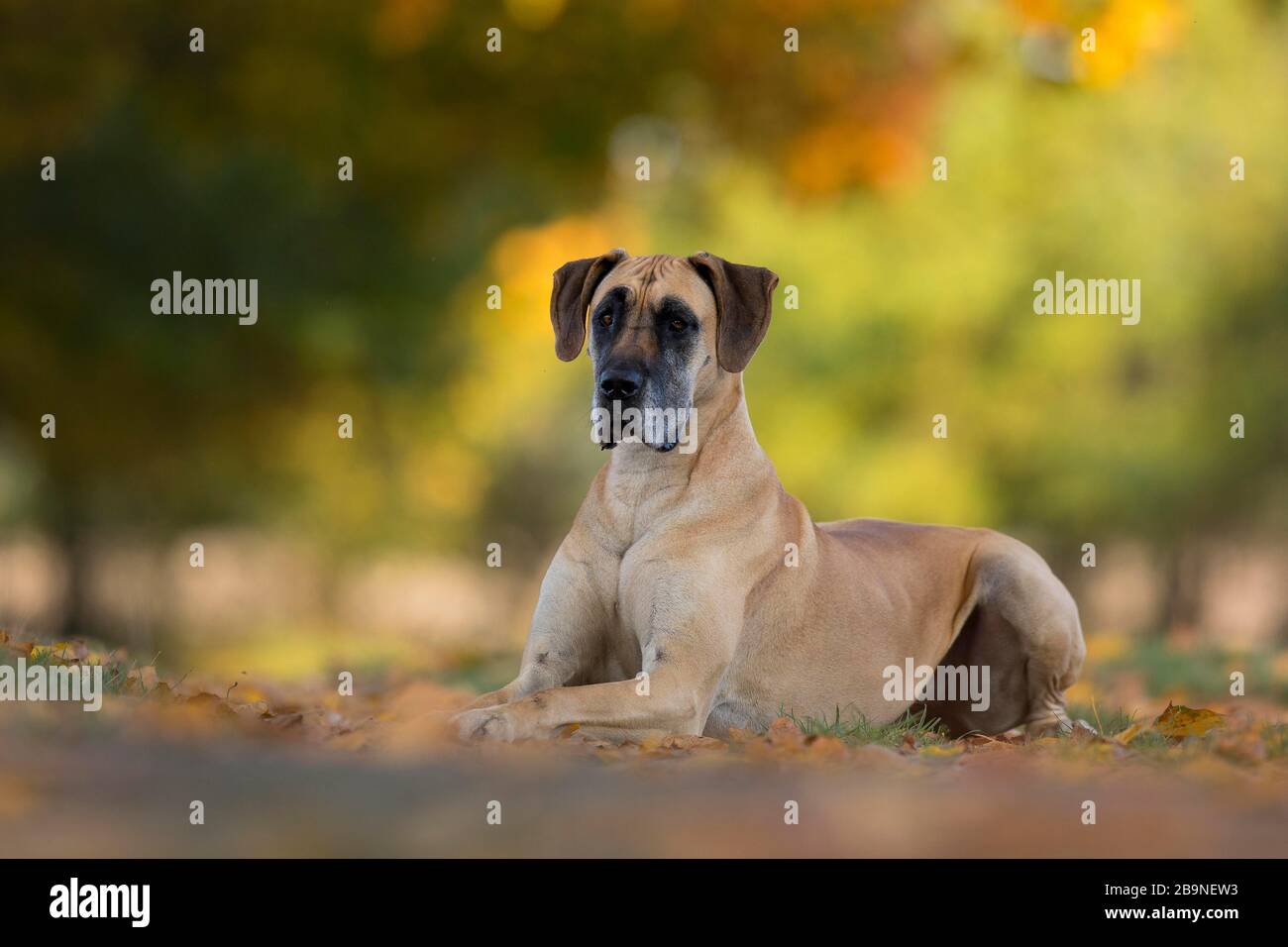 Großer Däne im Herbst, Traventhal, Deutschland Stockfoto