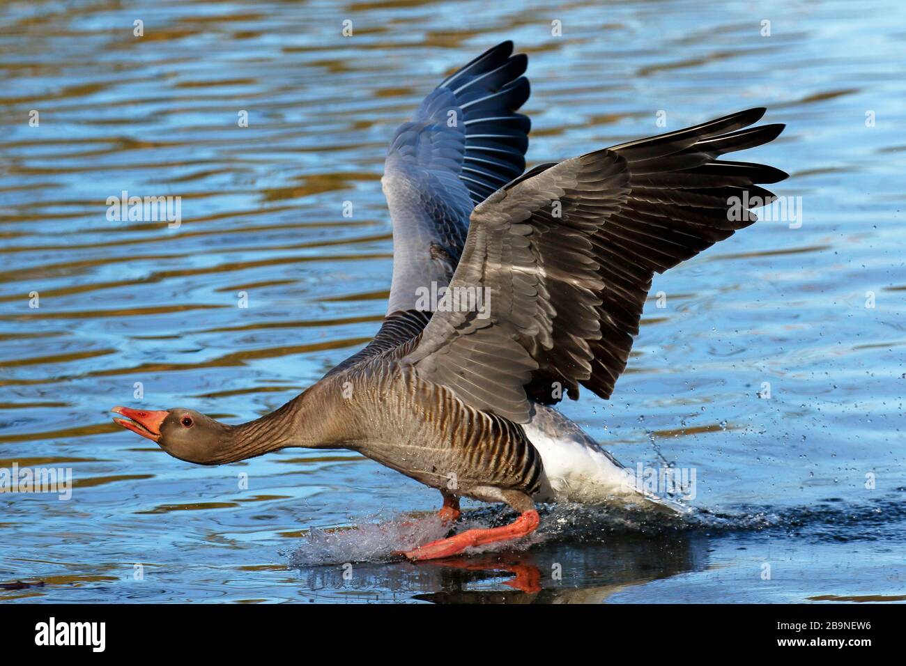 Graylat-Gans (Anser Anser) landet auf Wasser, Schleswig-Holstein, Deutschland Stockfoto