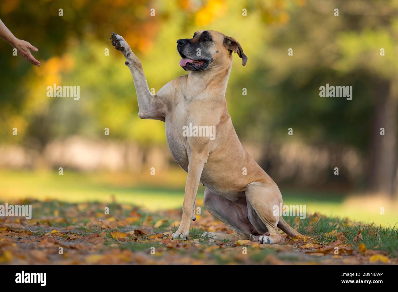 Großer Däne im Herbst gibt Pfote, Traventhal, Deutschland Stockfoto