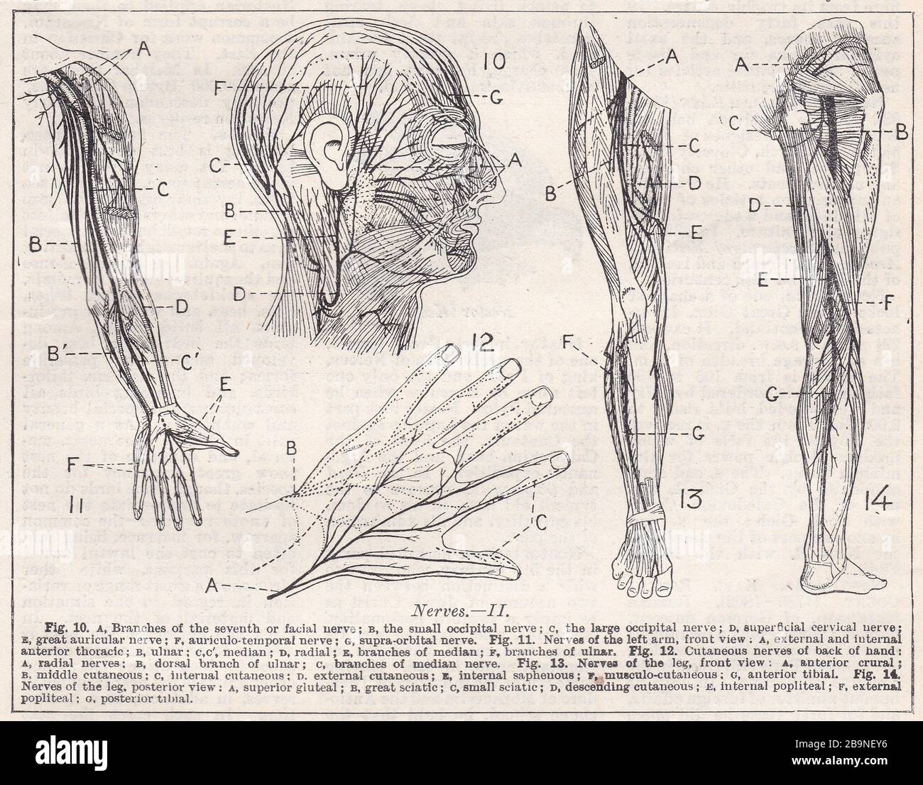 Alte Illustrationen von Nerven des menschlichen Körpers 1900s. Stockfoto