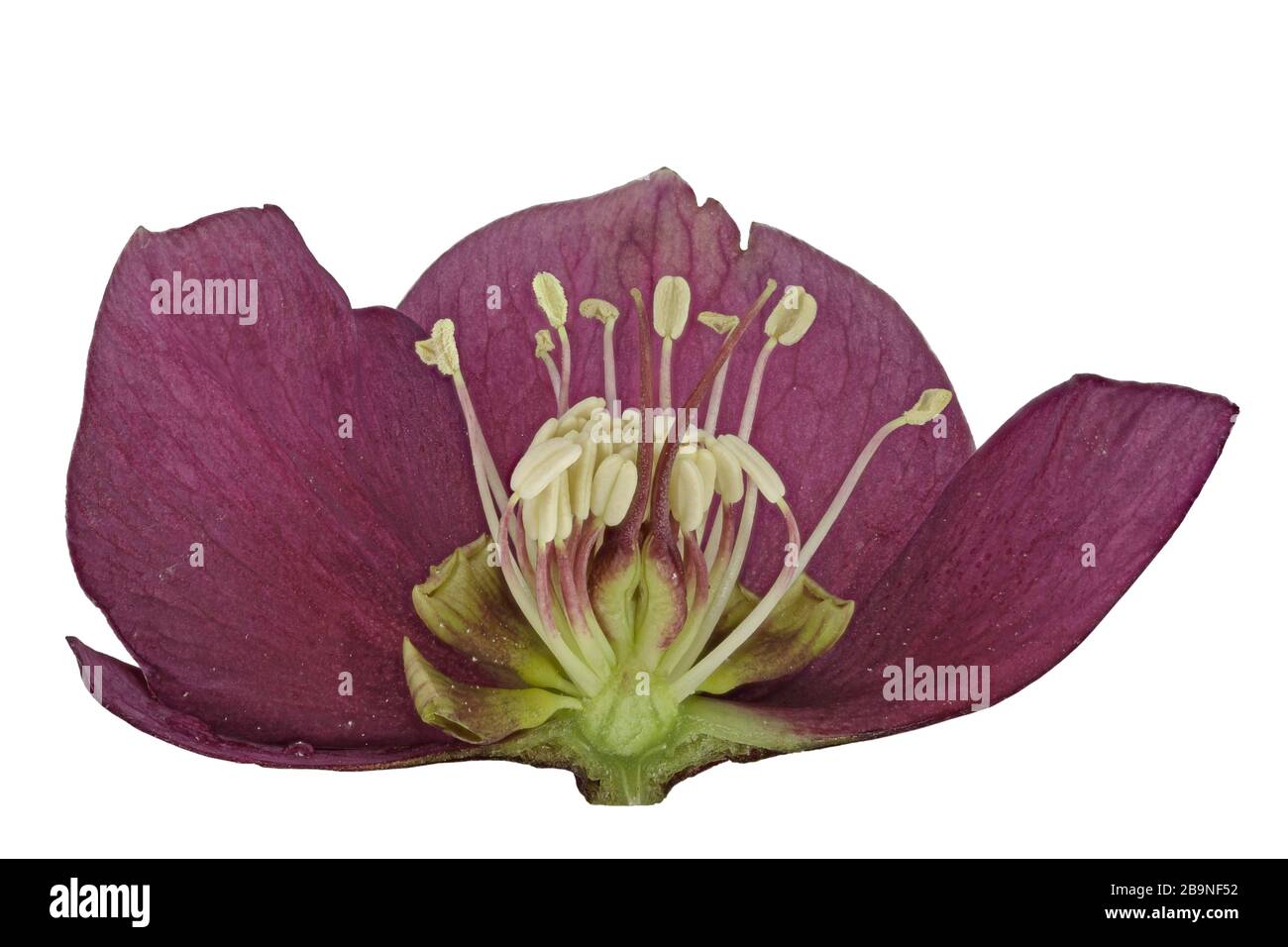 Blume der lenten Rose (Helleborus orientalis), Querschnitt, ausgenommen, Deutschland Stockfoto