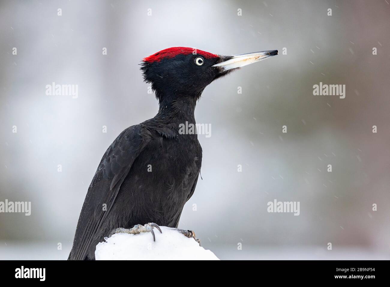 Schwarzspecht (Dryocopus martius), Kuusamo, Finnland Stockfoto
