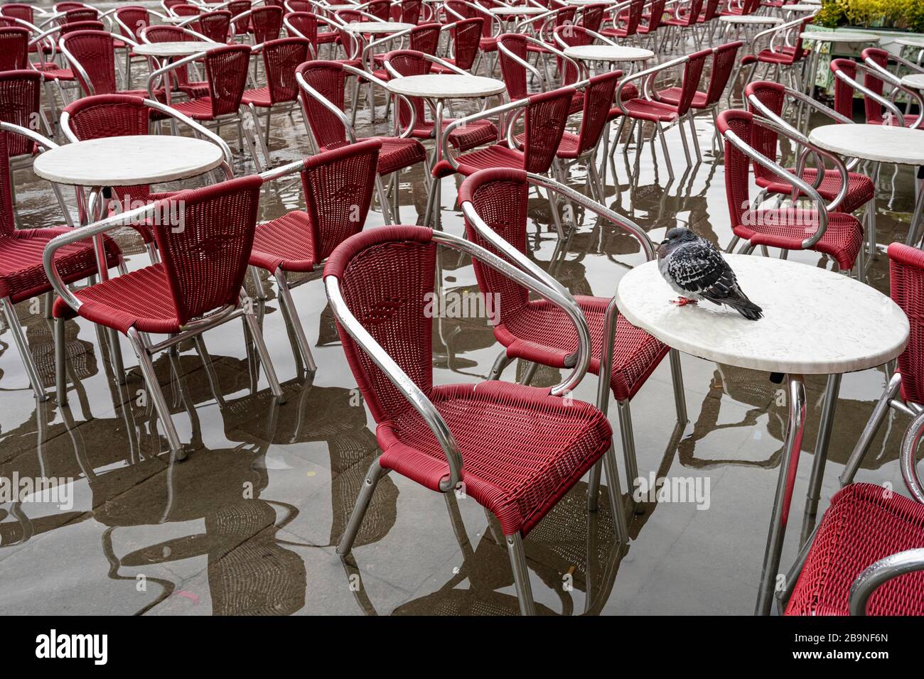 Dove sitzt ungestört auf einem Tisch in Acqua Alta, denn Sessel und Tische stehen in Wasser, Venedig, Venetien, Italien Stockfoto