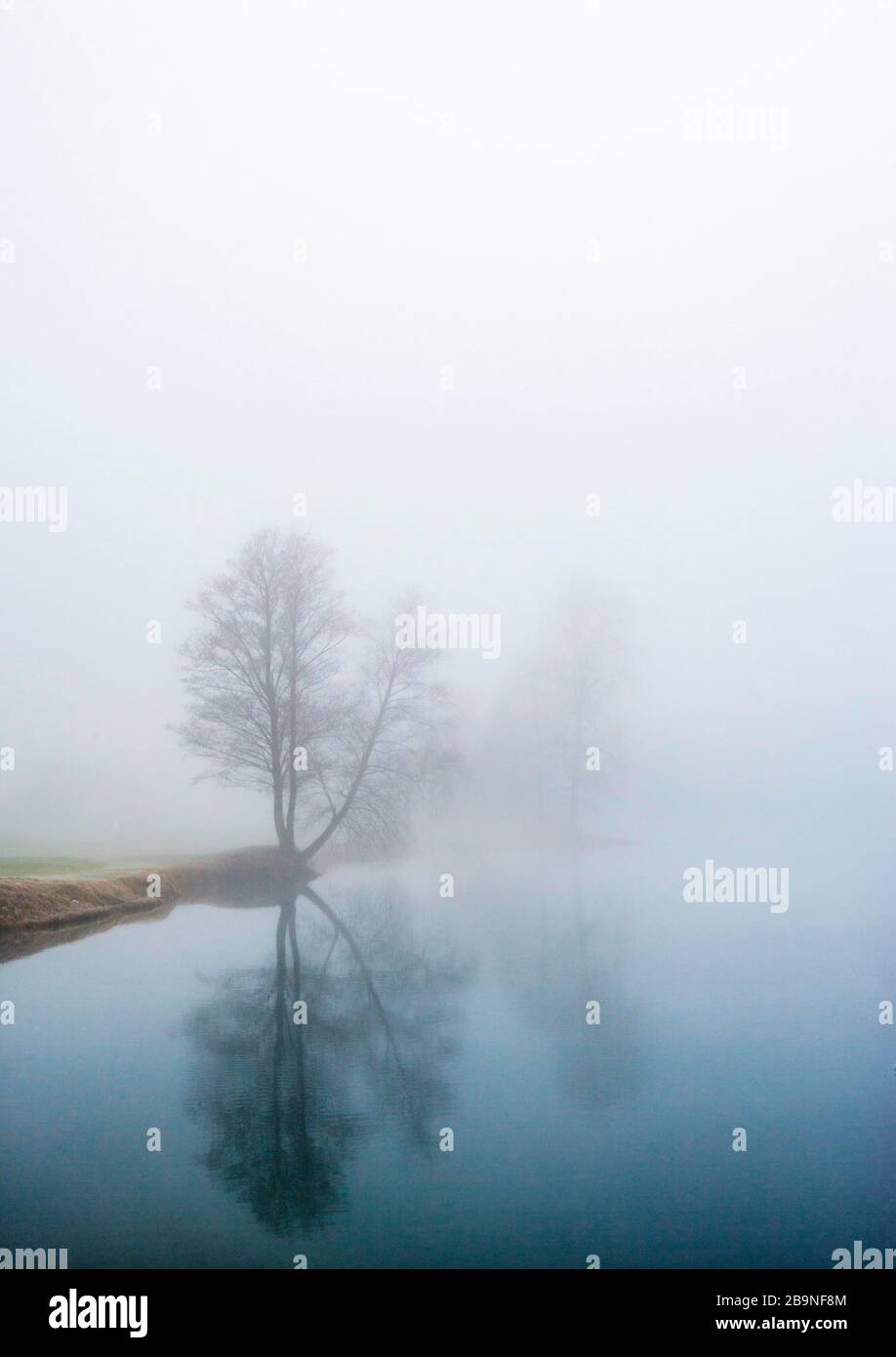 Herbst, Morgennebel mit Bäumen am Mondsee, Salzkammergut, Oberösterreich, Österreich Stockfoto