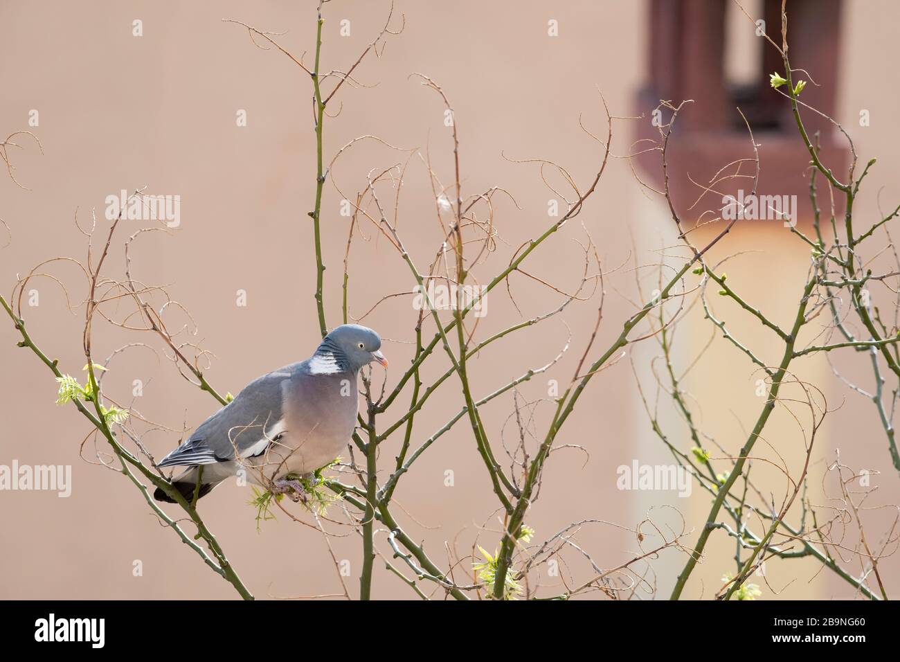 Gewöhnliche Woodtaube (Columba-Palumbus), Erwachsene auf japanischen Pagodenbaum (Styphnolobium japonicum). Barcelona. Katalonien. Spanien. Stockfoto