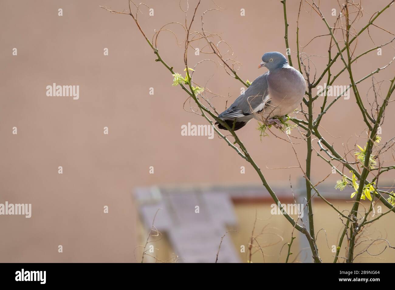 Gewöhnliche Woodtaube (Columba-Palumbus), Erwachsene auf japanischen Pagodenbaum (Styphnolobium japonicum). Barcelona. Katalonien. Spanien. Stockfoto