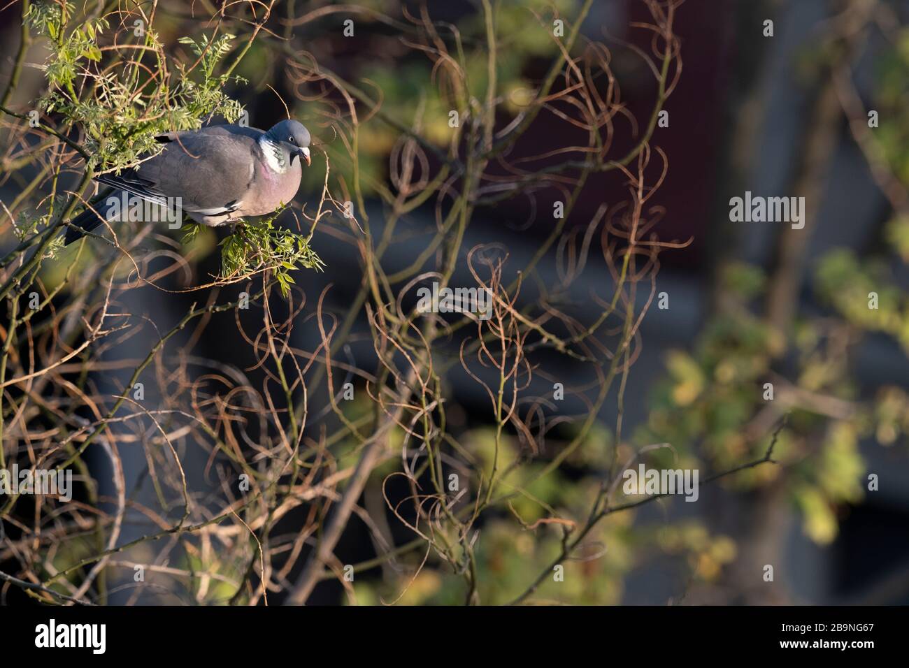 Gewöhnliche Woodtaube (Columba-Palumbus), Erwachsene auf japanischen Pagodenbaum (Styphnolobium japonicum). Barcelona. Katalonien. Spanien. Stockfoto