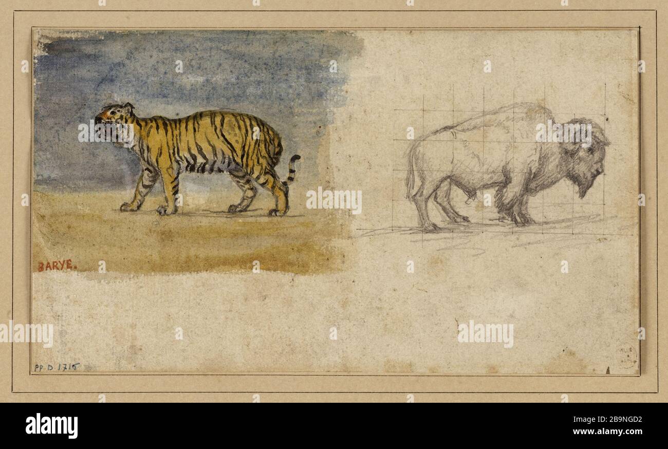 Studie über einen Tiger und einen Büffel (Vorderseite), Anteine-Louis Barye (1796-1875). Etüde d'un tigre et d'un bison (recto). Aquarelle et crayon Graphit sur Papier. Musée des Beaux-Arts de la Ville de Paris, Petit Palais. Stockfoto