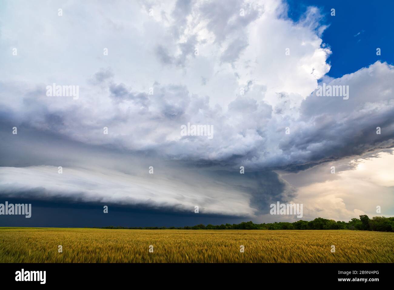 Eine dramatische Schelfwolke nähert sich vor einem schweren Gewitter über einem Feld in der Nähe von Alva, Oklahoma Stockfoto