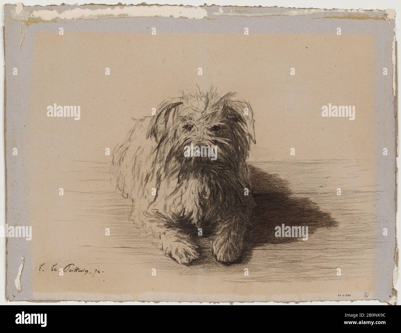 Hund barbet Stockfoto