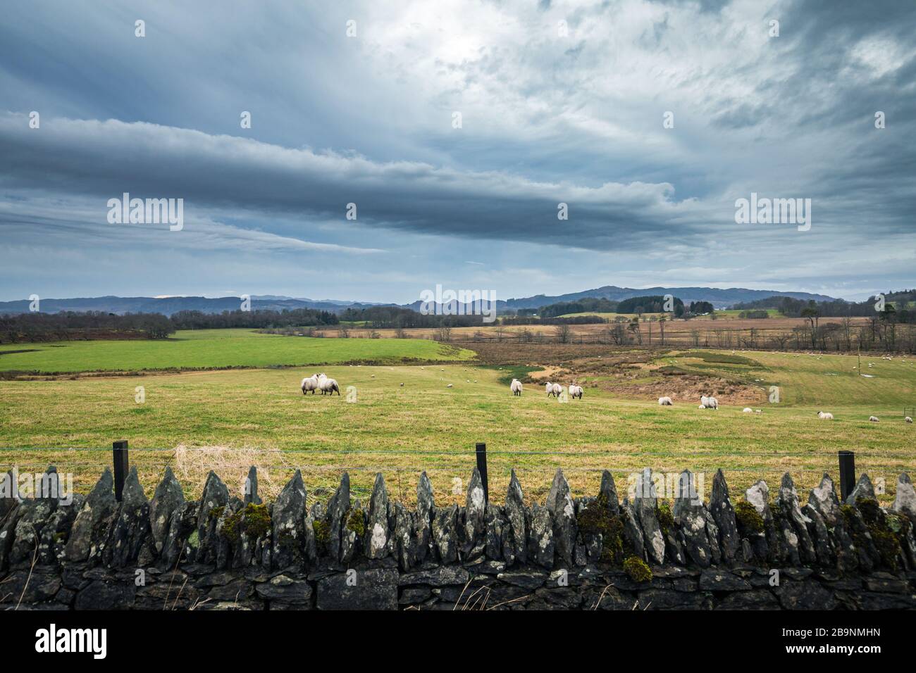 Bauernfelder mit weidenden Schafen an der Westküste Schottlands - Blick über den Schieferzaun Stockfoto