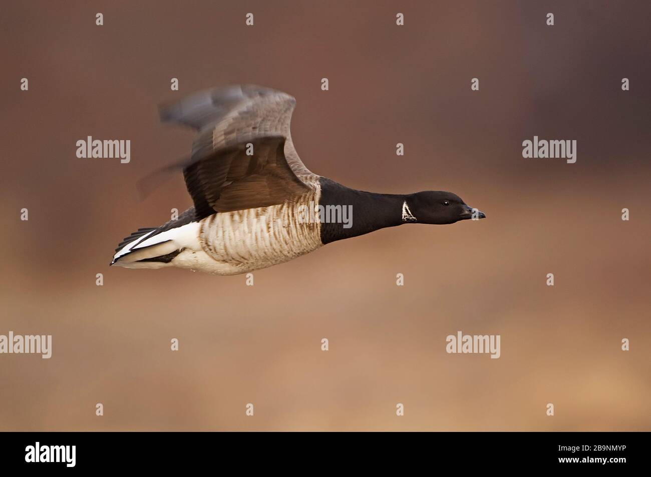 Nahaufnahme der atlantischen brent-gans im Flug Stockfoto