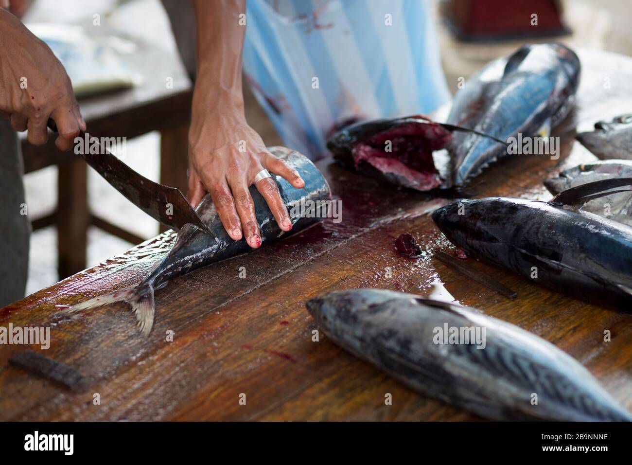 Der Mensch schneidet mit einem Messer auf dem Negombo-Fischmarkt in Sri Lanka Fisch Stockfoto