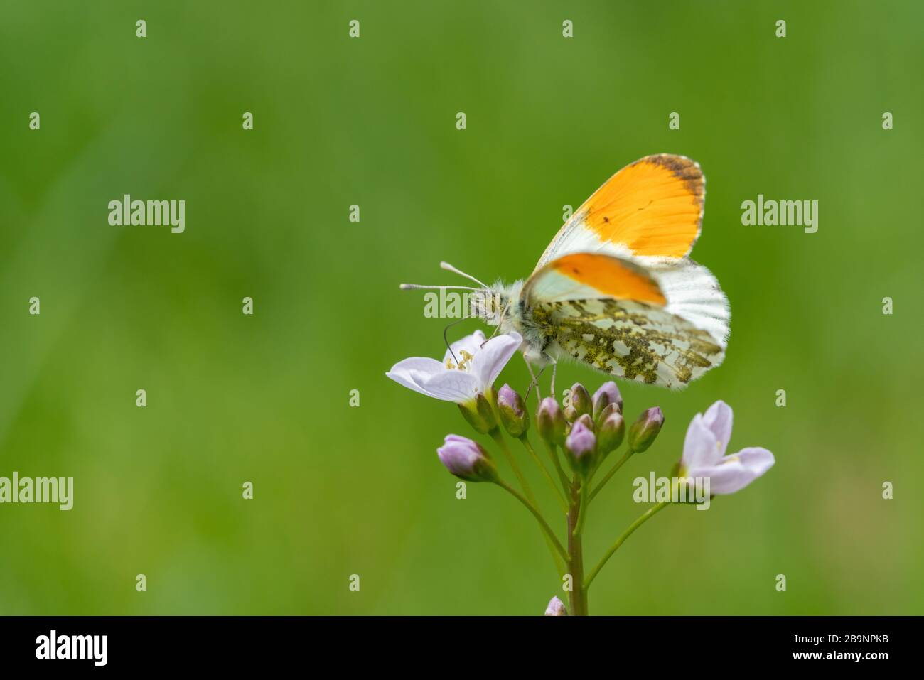 Männliche orangefarbene Spitze Schmetterlinge (Anthocharis cardamine), die auf den ersten Frühlingsblüten sitzen und etwas Kopienraum haben Stockfoto