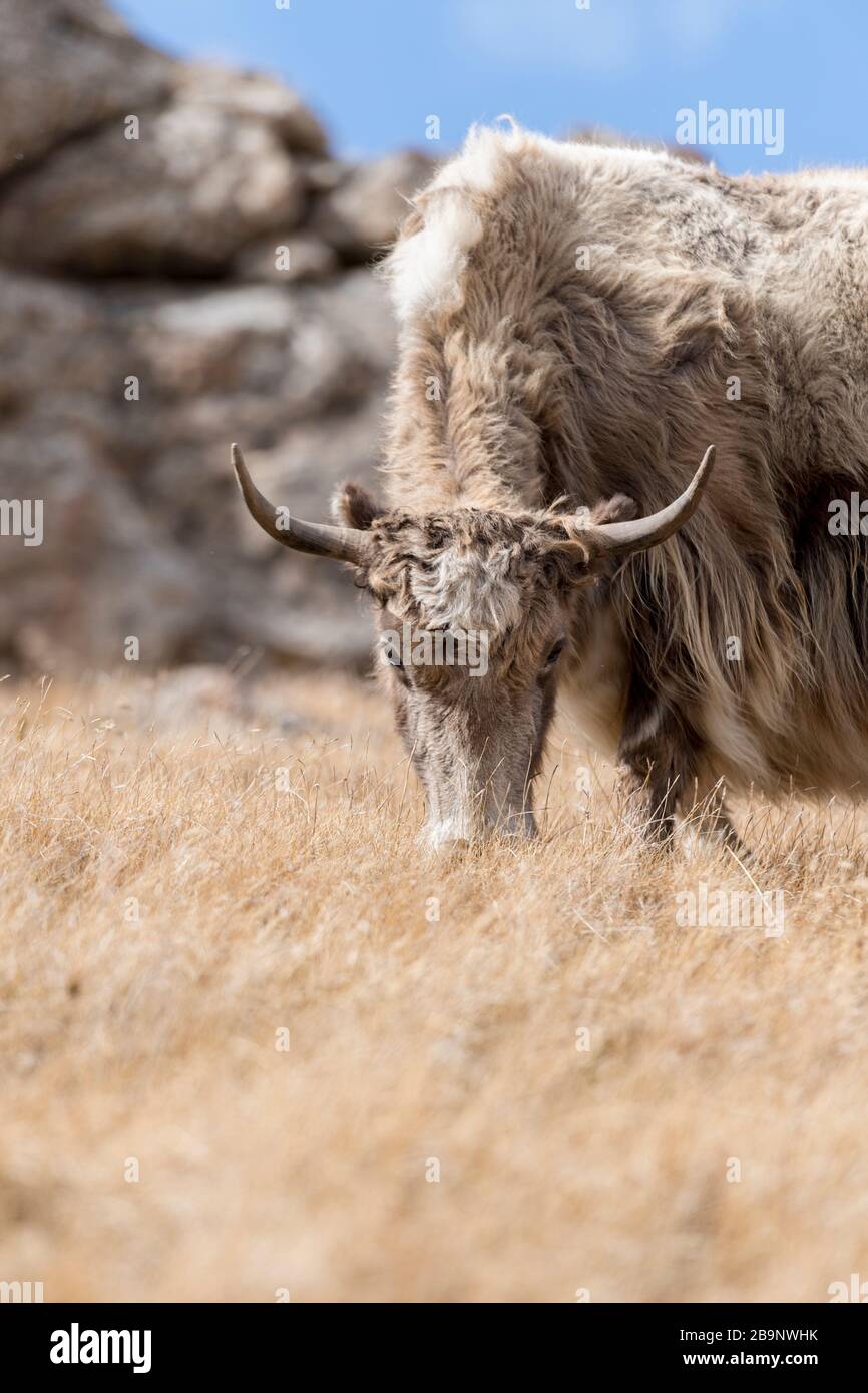 Portrait von Yack und Yacks, die in der zentralasiatischen Alpenherbst-Winterlandschaft im Tian Shan Gebirge bei Kol Suu in Kirgisistan weiden Stockfoto