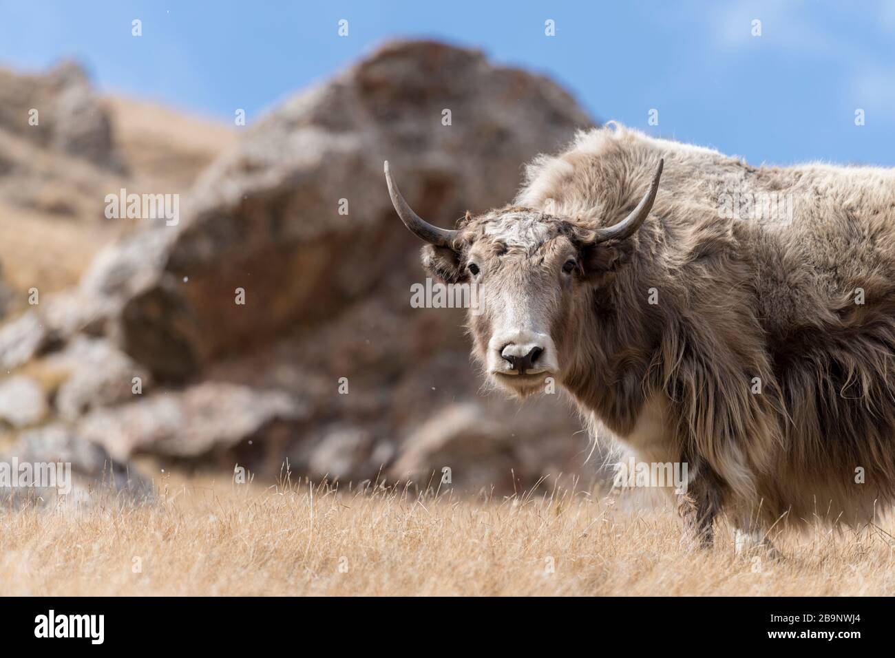 Portrait von Yack und Yacks, die in der zentralasiatischen Alpenherbst-Winterlandschaft im Tian Shan Gebirge bei Kol Suu in Kirgisistan weiden Stockfoto