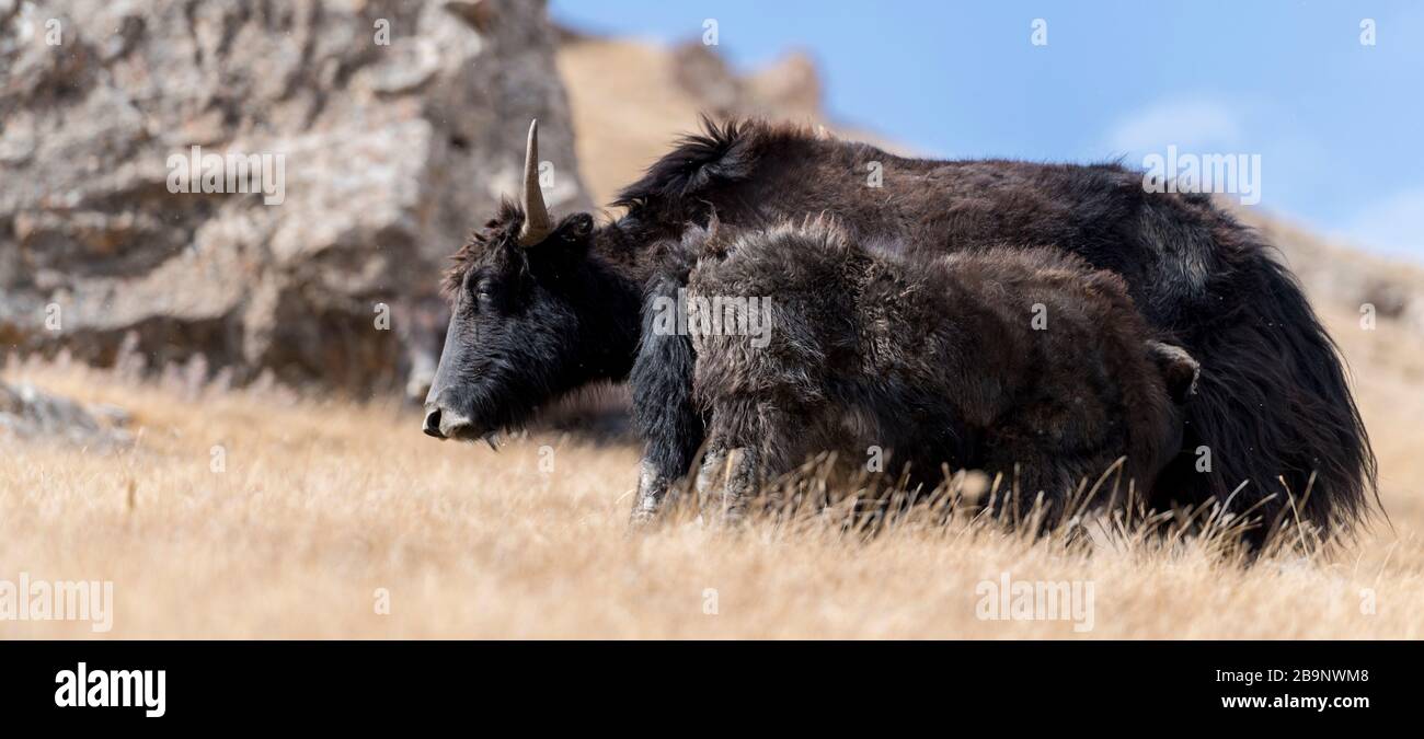 Portrait von Yack und Yacks, die in der zentralasiatischen Alpenherbst-Winterlandschaft im Tian Shan Gebirge bei Kol Suu in Kirgisistan weiden Stockfoto