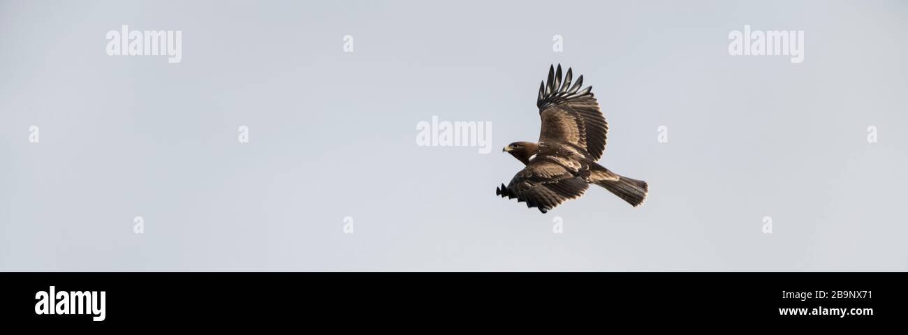 Adultbooted Eagle dunkel morph, der gebootete Adler (Hieraaetus pennatus, auch als Aquila pennata klassifiziert) ist ein mittelgroßer meist wandernder Vogel der pr Stockfoto