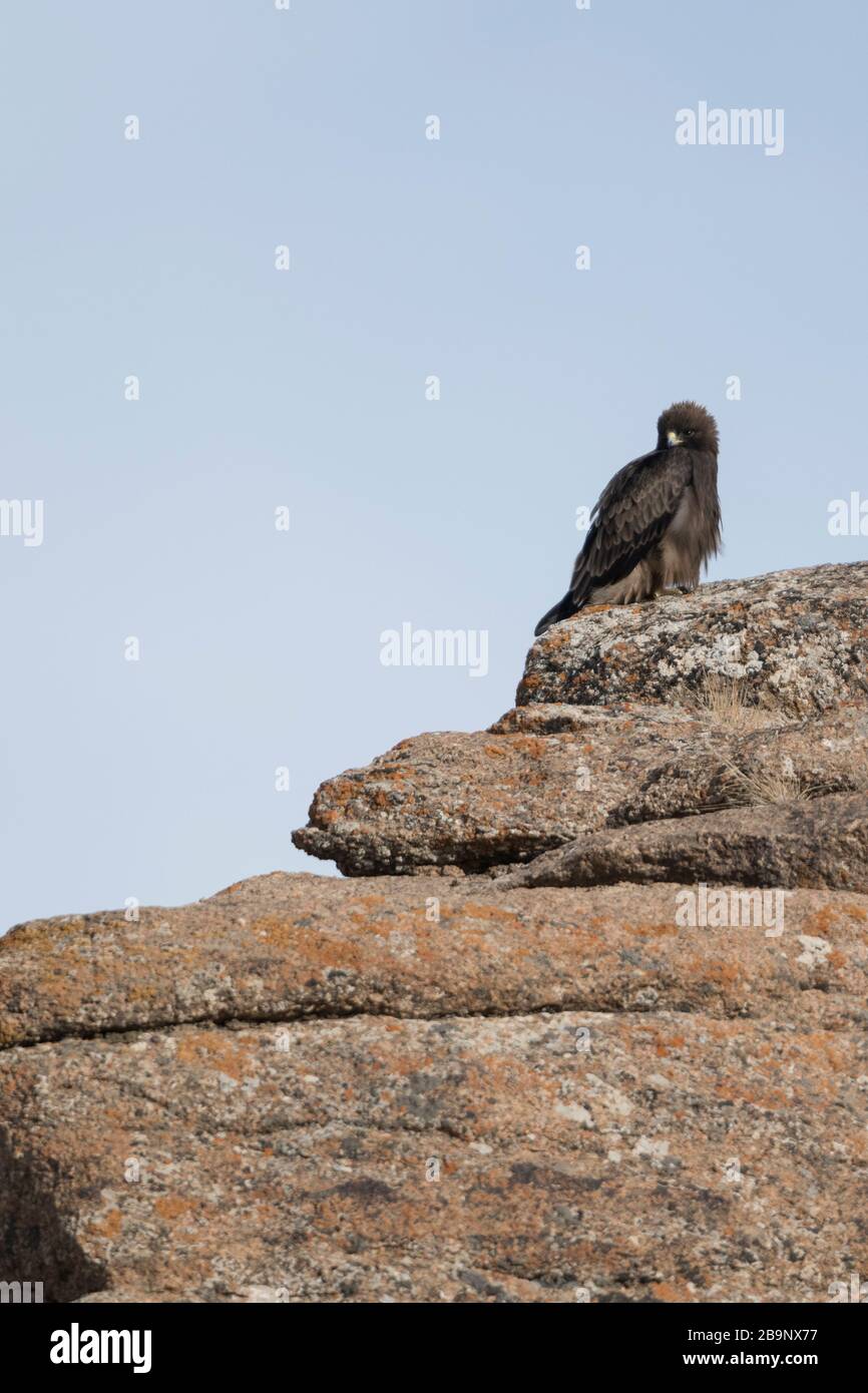 Adultbooted Eagle dunkel morph auf einem Felsen ruht, ist der gebootete Adler (Hieraaetus pennatus, auch als Aquila pennata klassifiziert) ein mittelgroßer meist mi Stockfoto