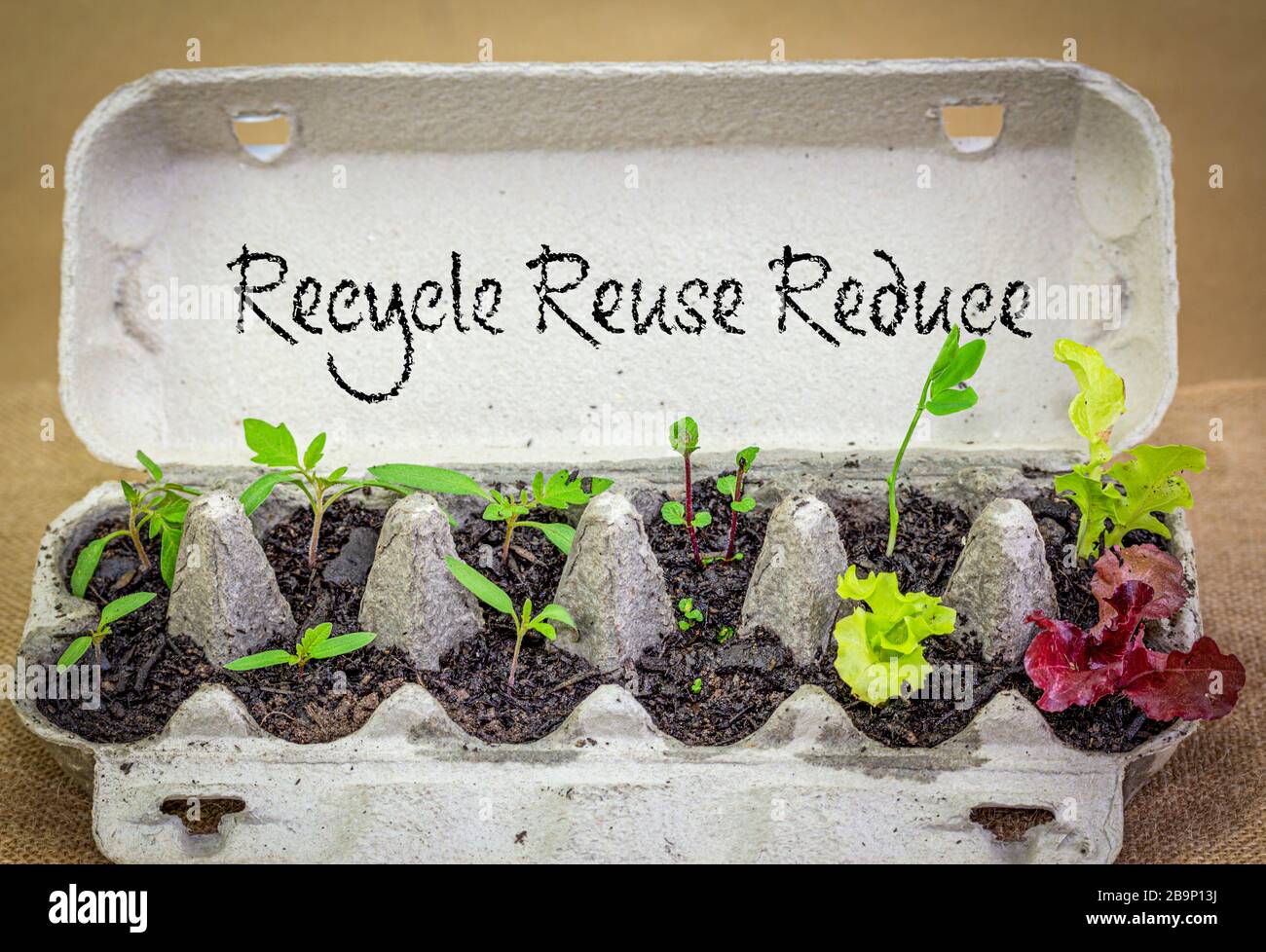 Authentische wiederverwendete Eikiste, die recycelt wird, um pflanzlichen Setzling anzubauen, mit Recycling, Wiederverwendung und weniger Text. Stockfoto