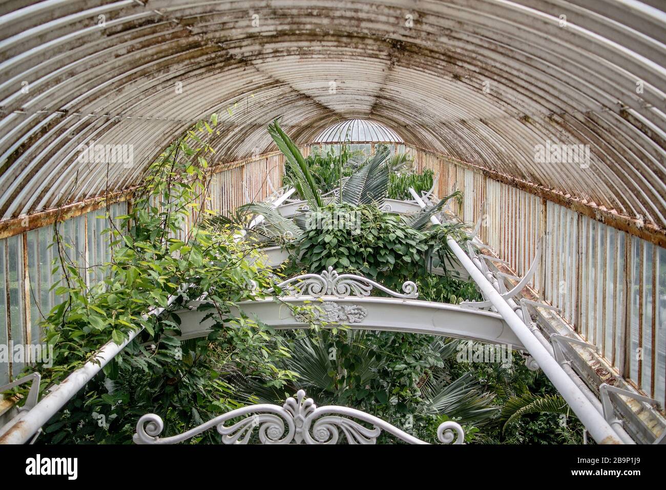 Das Dach des viktorianischen Palmenhauses, Kew Gardens. Gewölbte, eisengerahmte Glashausdecke mit darauf wachsenden Pflanzen. Erbaut 1844-1848. Stockfoto