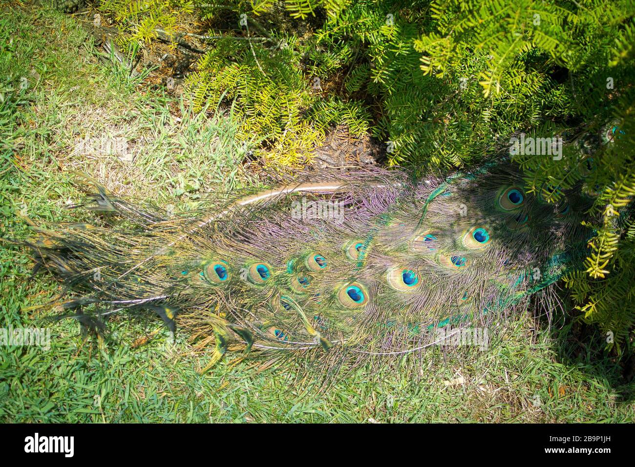 Asiatischer Pfau versteckt sich unter Busch, mit extravagantem Schwanzgefieder auf der Ausstellung. Kew Gardens. Stockfoto