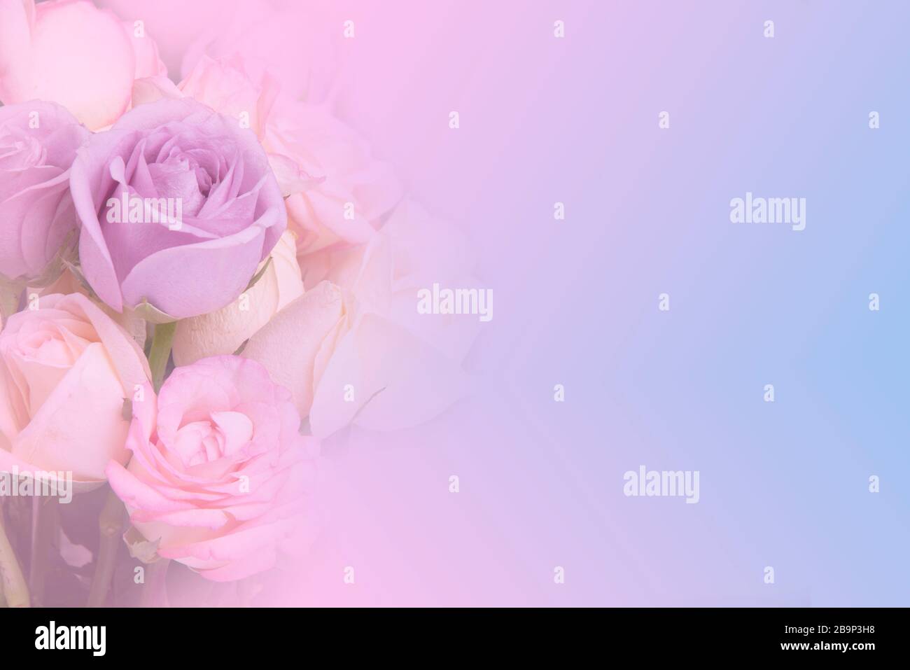 Cooler Farbhintergrund mit Rosenstrauß, der ein weiches Gefühl und eine helle Liebe zeigt. Stockfoto