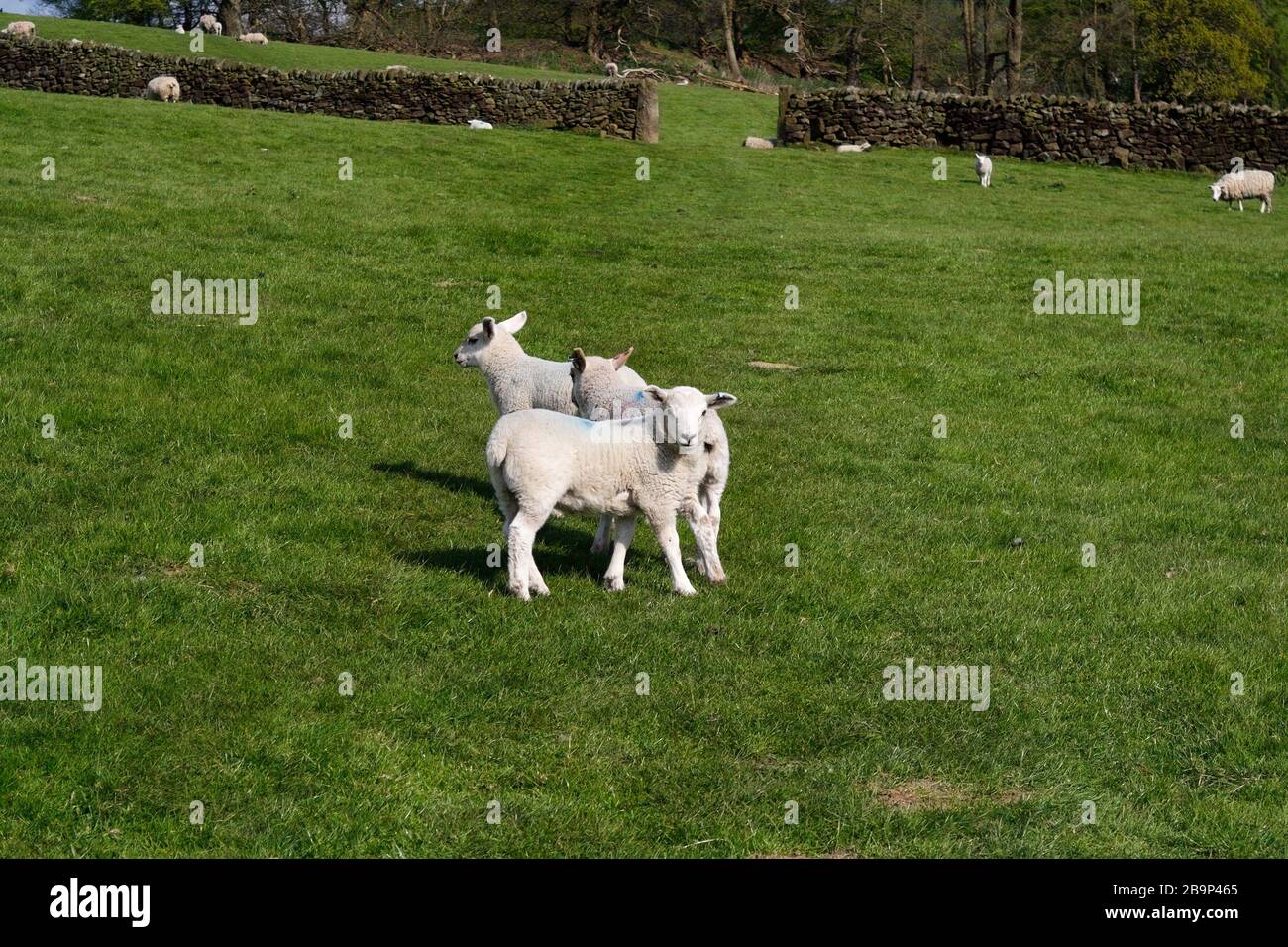 Lambs spielt auf einem Feld im Peak District, Derbyshire England Stockfoto